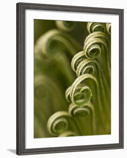 Close Up of Sago Palm in the Spring, Savannah, Georgia, USA-Joanne Wells-Framed Photographic Print