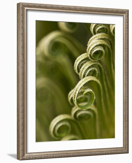 Close Up of Sago Palm in the Spring, Savannah, Georgia, USA-Joanne Wells-Framed Photographic Print