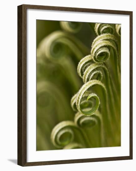 Close Up of Sago Palm in the Spring, Savannah, Georgia, USA-Joanne Wells-Framed Photographic Print