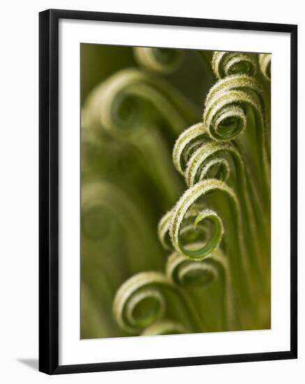 Close Up of Sago Palm in the Spring, Savannah, Georgia, USA-Joanne Wells-Framed Photographic Print