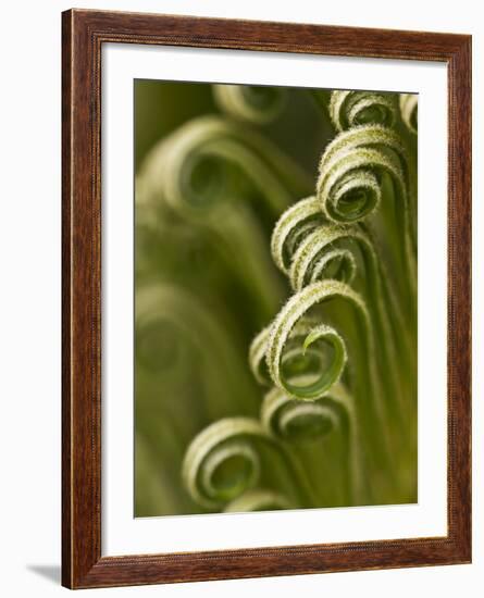 Close Up of Sago Palm in the Spring, Savannah, Georgia, USA-Joanne Wells-Framed Photographic Print