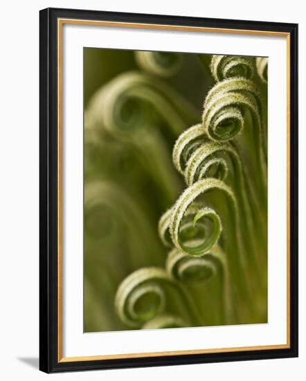 Close Up of Sago Palm in the Spring, Savannah, Georgia, USA-Joanne Wells-Framed Photographic Print