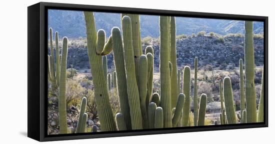Close-Up of Saguaro Cactus, Catalina State Park, Tucson, Arizona, Usa-null-Framed Premier Image Canvas
