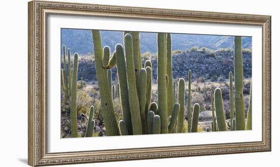 Close-Up of Saguaro Cactus, Catalina State Park, Tucson, Arizona, Usa-null-Framed Photographic Print