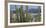 Close-Up of Saguaro Cactus, Catalina State Park, Tucson, Arizona, Usa-null-Framed Photographic Print