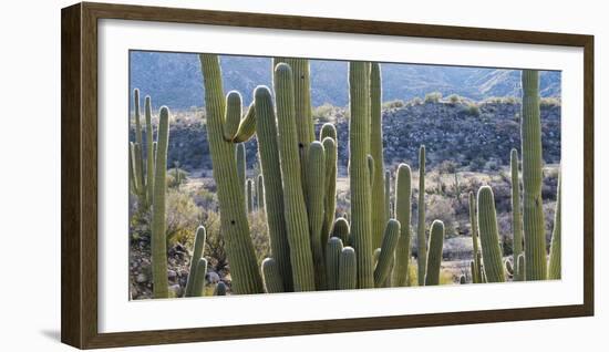 Close-Up of Saguaro Cactus, Catalina State Park, Tucson, Arizona, Usa-null-Framed Photographic Print