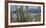 Close-Up of Saguaro Cactus, Catalina State Park, Tucson, Arizona, Usa-null-Framed Photographic Print