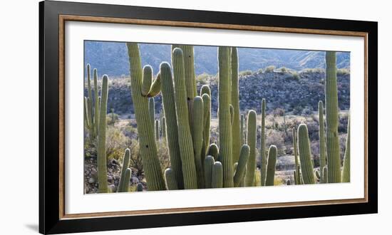 Close-Up of Saguaro Cactus, Catalina State Park, Tucson, Arizona, Usa-null-Framed Photographic Print