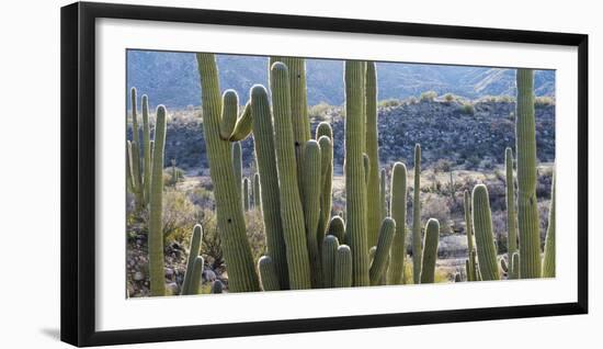 Close-Up of Saguaro Cactus, Catalina State Park, Tucson, Arizona, Usa-null-Framed Photographic Print