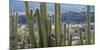 Close-Up of Saguaro Cactus, Catalina State Park, Tucson, Arizona, Usa-null-Mounted Photographic Print