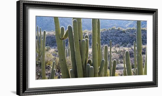 Close-Up of Saguaro Cactus, Catalina State Park, Tucson, Arizona, Usa-null-Framed Photographic Print