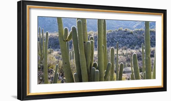 Close-Up of Saguaro Cactus, Catalina State Park, Tucson, Arizona, Usa-null-Framed Photographic Print