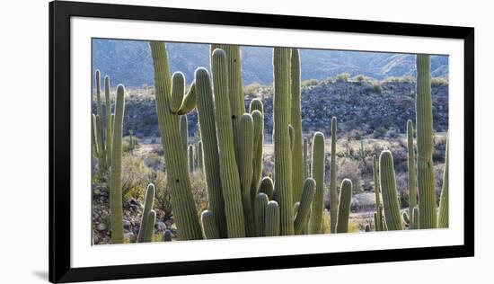 Close-Up of Saguaro Cactus, Catalina State Park, Tucson, Arizona, Usa-null-Framed Photographic Print