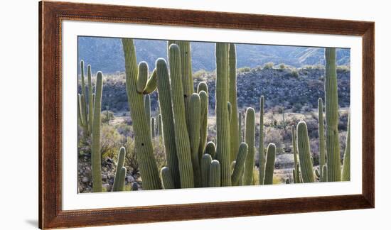 Close-Up of Saguaro Cactus, Catalina State Park, Tucson, Arizona, Usa-null-Framed Photographic Print