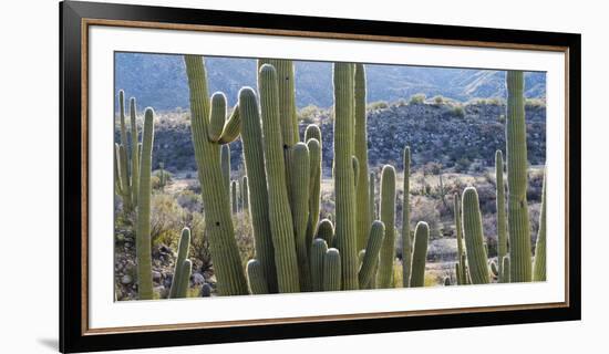 Close-Up of Saguaro Cactus, Catalina State Park, Tucson, Arizona, Usa-null-Framed Photographic Print