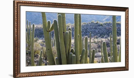 Close-Up of Saguaro Cactus, Catalina State Park, Tucson, Arizona, Usa-null-Framed Photographic Print