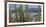 Close-Up of Saguaro Cactus, Catalina State Park, Tucson, Arizona, Usa-null-Framed Photographic Print