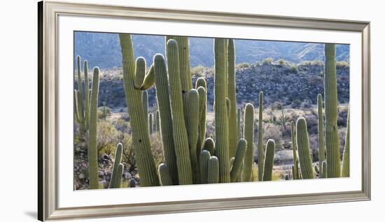 Close-Up of Saguaro Cactus, Catalina State Park, Tucson, Arizona, Usa-null-Framed Photographic Print