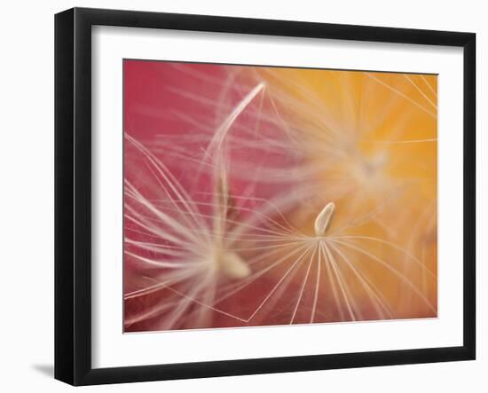 Close-Up of Salsify Seed Head, Portland, Oregon, USA-Steve Terrill-Framed Photographic Print