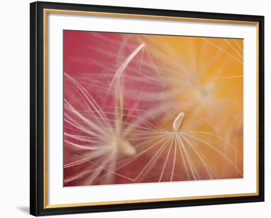 Close-Up of Salsify Seed Head, Portland, Oregon, USA-Steve Terrill-Framed Photographic Print