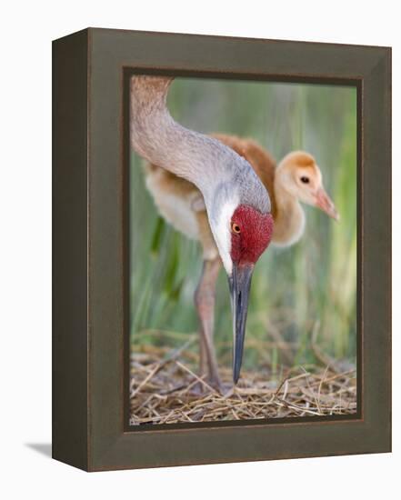 Close-up of Sandhill Crane and Chick at Nest, Indian Lake Estates, Florida, USA-Arthur Morris-Framed Premier Image Canvas