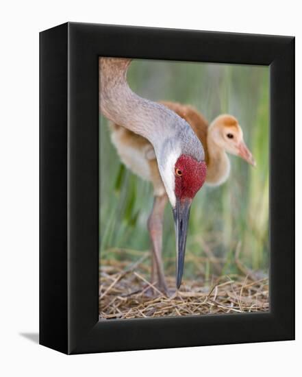 Close-up of Sandhill Crane and Chick at Nest, Indian Lake Estates, Florida, USA-Arthur Morris-Framed Premier Image Canvas