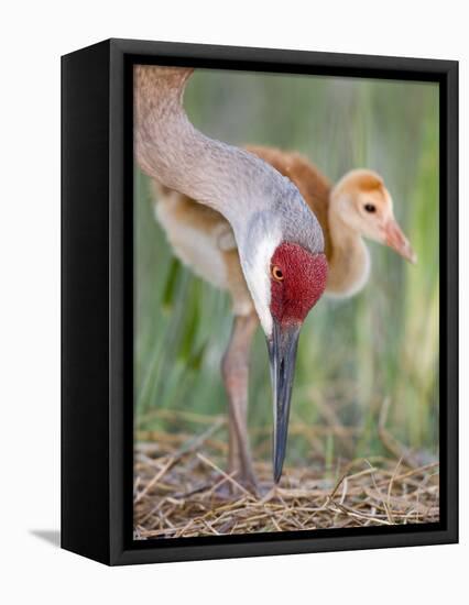 Close-up of Sandhill Crane and Chick at Nest, Indian Lake Estates, Florida, USA-Arthur Morris-Framed Premier Image Canvas