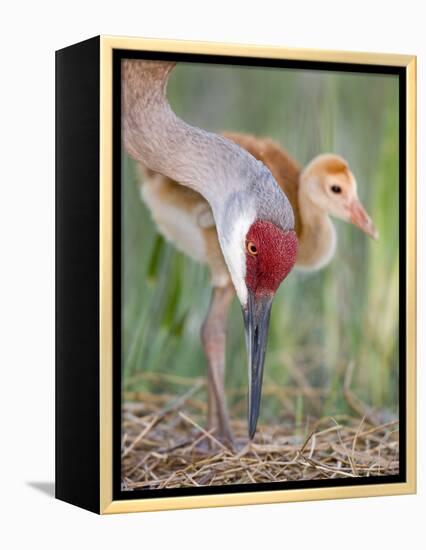 Close-up of Sandhill Crane and Chick at Nest, Indian Lake Estates, Florida, USA-Arthur Morris-Framed Premier Image Canvas