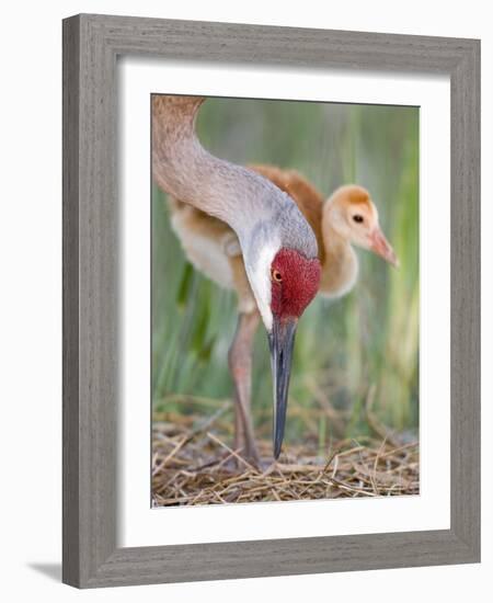 Close-up of Sandhill Crane and Chick at Nest, Indian Lake Estates, Florida, USA-Arthur Morris-Framed Photographic Print