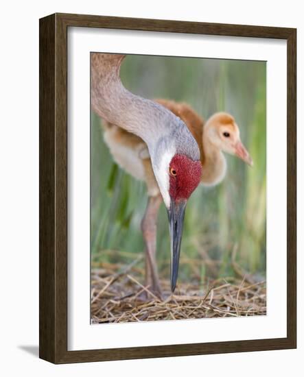 Close-up of Sandhill Crane and Chick at Nest, Indian Lake Estates, Florida, USA-Arthur Morris-Framed Photographic Print