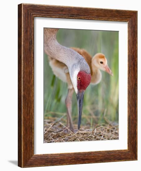 Close-up of Sandhill Crane and Chick at Nest, Indian Lake Estates, Florida, USA-Arthur Morris-Framed Photographic Print