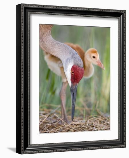 Close-up of Sandhill Crane and Chick at Nest, Indian Lake Estates, Florida, USA-Arthur Morris-Framed Photographic Print