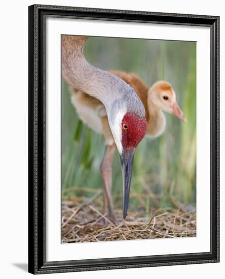 Close-up of Sandhill Crane and Chick at Nest, Indian Lake Estates, Florida, USA-Arthur Morris-Framed Photographic Print