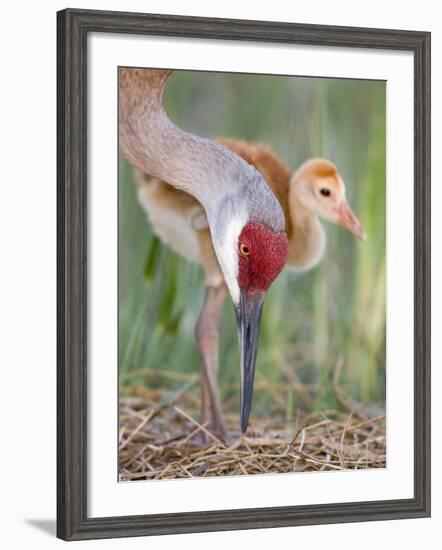 Close-up of Sandhill Crane and Chick at Nest, Indian Lake Estates, Florida, USA-Arthur Morris-Framed Photographic Print