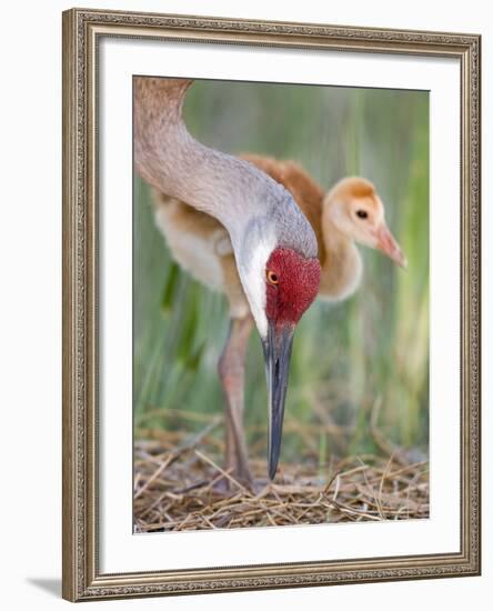 Close-up of Sandhill Crane and Chick at Nest, Indian Lake Estates, Florida, USA-Arthur Morris-Framed Photographic Print