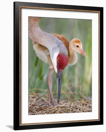 Close-up of Sandhill Crane and Chick at Nest, Indian Lake Estates, Florida, USA-Arthur Morris-Framed Photographic Print