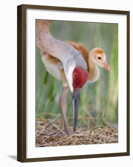 Close-up of Sandhill Crane and Chick at Nest, Indian Lake Estates, Florida, USA-Arthur Morris-Framed Photographic Print