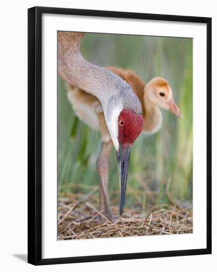 Close-up of Sandhill Crane and Chick at Nest, Indian Lake Estates, Florida, USA-Arthur Morris-Framed Photographic Print