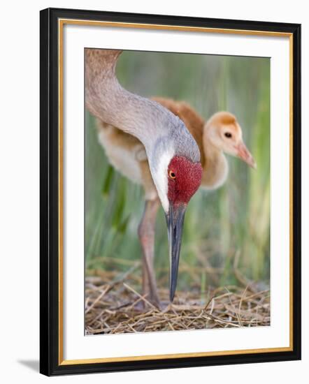 Close-up of Sandhill Crane and Chick at Nest, Indian Lake Estates, Florida, USA-Arthur Morris-Framed Photographic Print