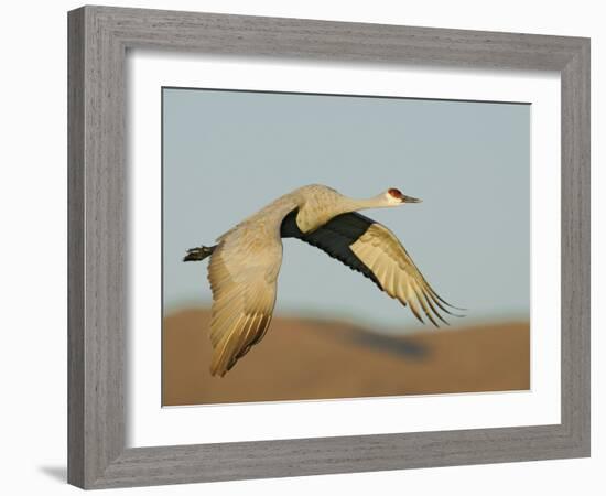 Close-up of Sandhill Crane in Flight Over Mountain, Bosque Del Apache National Wildlife Reserve-Arthur Morris-Framed Photographic Print