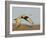 Close-up of Sandhill Crane in Flight Over Mountain, Bosque Del Apache National Wildlife Reserve-Arthur Morris-Framed Photographic Print