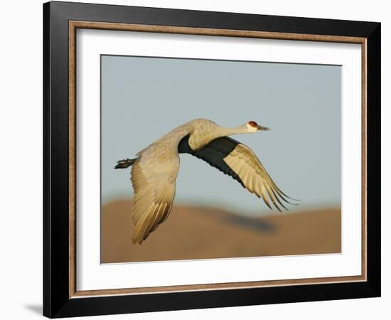 Close-up of Sandhill Crane in Flight Over Mountain, Bosque Del Apache National Wildlife Reserve-Arthur Morris-Framed Photographic Print