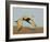 Close-up of Sandhill Crane in Flight Over Mountain, Bosque Del Apache National Wildlife Reserve-Arthur Morris-Framed Photographic Print