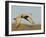 Close-up of Sandhill Crane in Flight Over Mountain, Bosque Del Apache National Wildlife Reserve-Arthur Morris-Framed Photographic Print