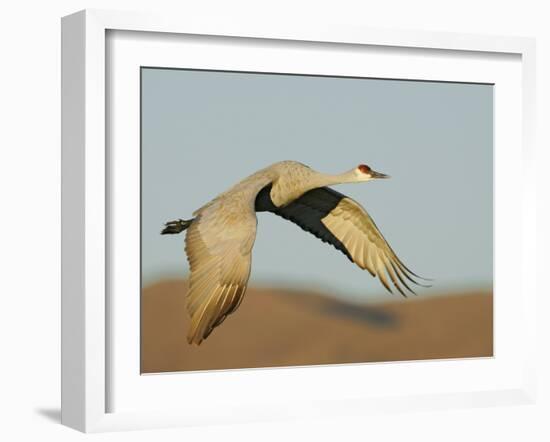 Close-up of Sandhill Crane in Flight Over Mountain, Bosque Del Apache National Wildlife Reserve-Arthur Morris-Framed Photographic Print