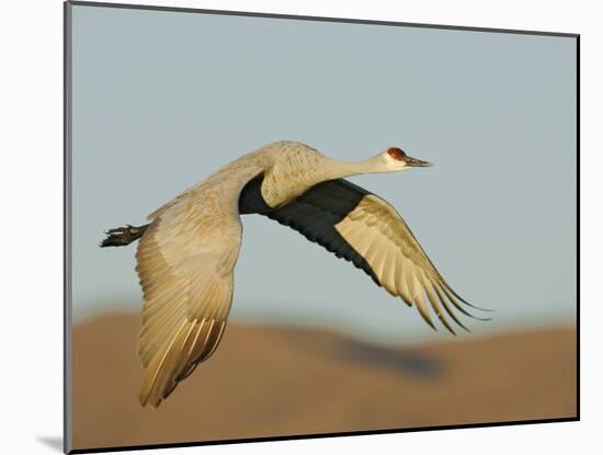 Close-up of Sandhill Crane in Flight Over Mountain, Bosque Del Apache National Wildlife Reserve-Arthur Morris-Mounted Photographic Print