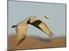 Close-up of Sandhill Crane in Flight Over Mountain, Bosque Del Apache National Wildlife Reserve-Arthur Morris-Mounted Photographic Print