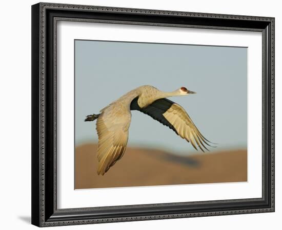 Close-up of Sandhill Crane in Flight Over Mountain, Bosque Del Apache National Wildlife Reserve-Arthur Morris-Framed Photographic Print