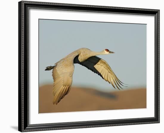 Close-up of Sandhill Crane in Flight Over Mountain, Bosque Del Apache National Wildlife Reserve-Arthur Morris-Framed Photographic Print