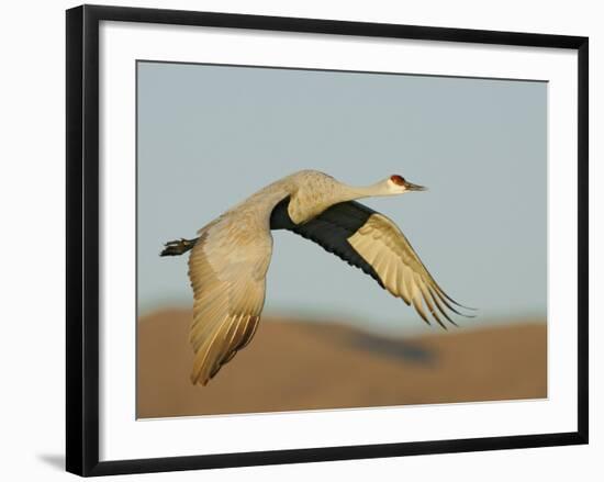 Close-up of Sandhill Crane in Flight Over Mountain, Bosque Del Apache National Wildlife Reserve-Arthur Morris-Framed Photographic Print